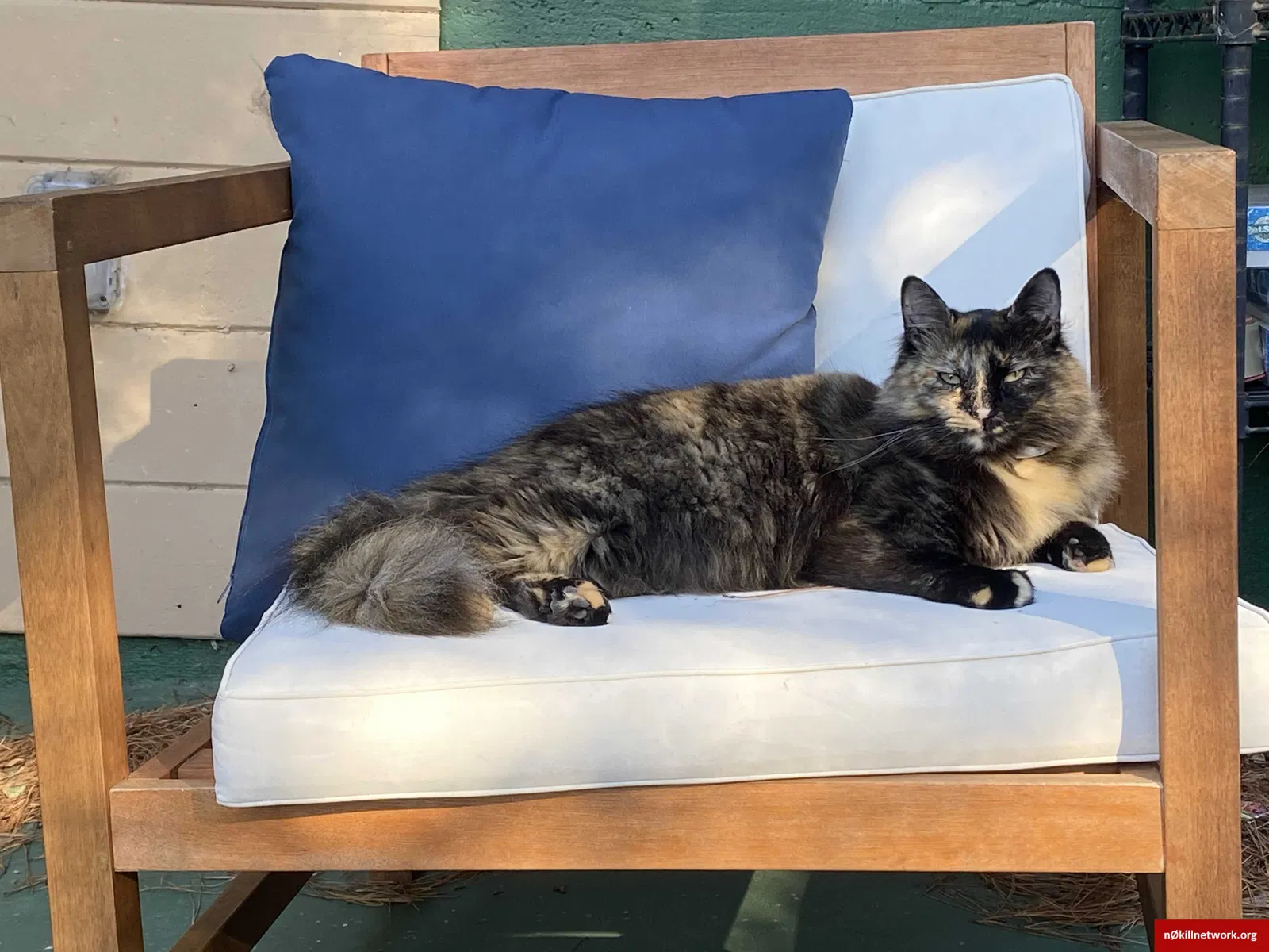Lost cat in San Francisco, CA, 94112