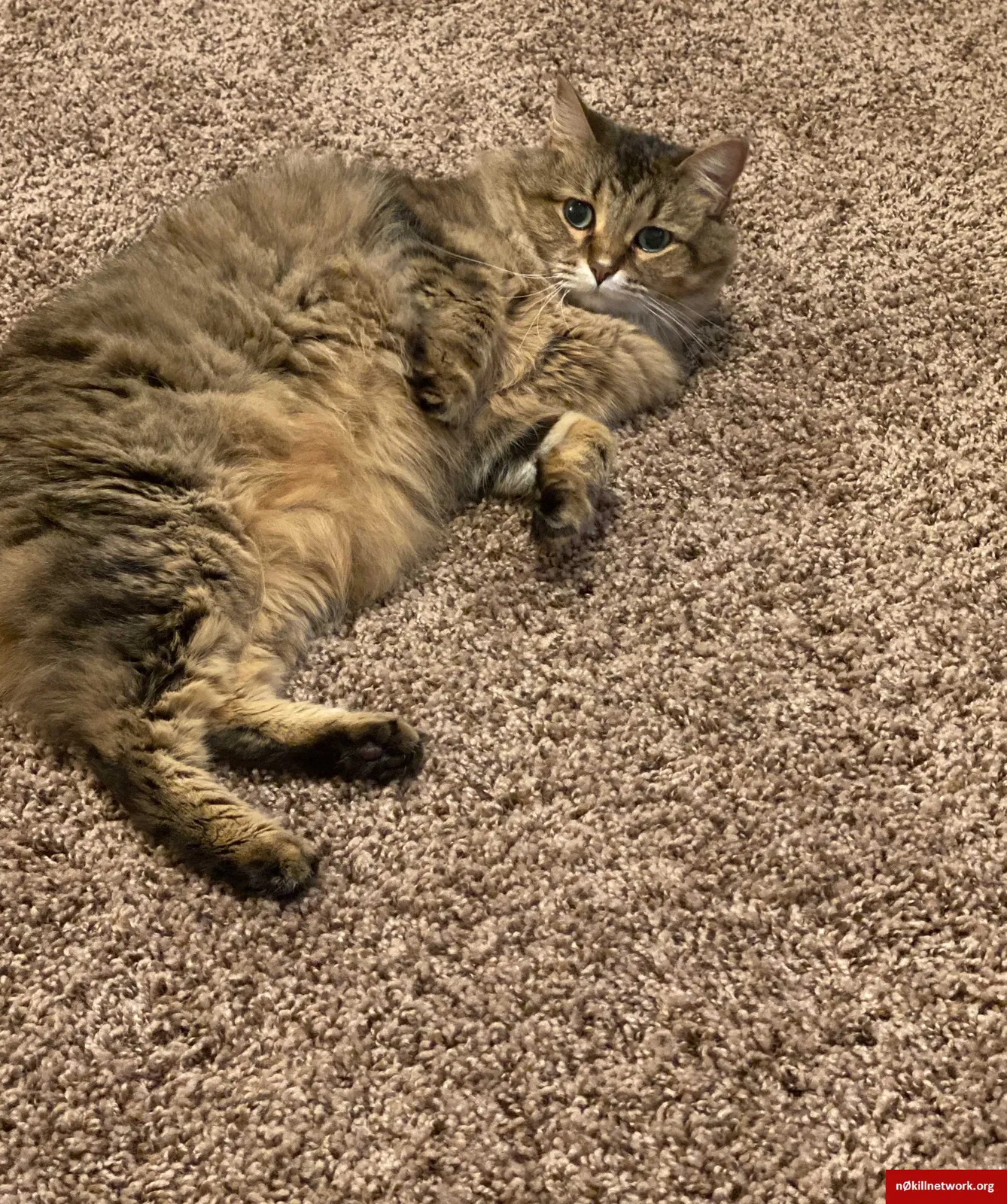 Lost cat in Sioux Falls, SD, 57106