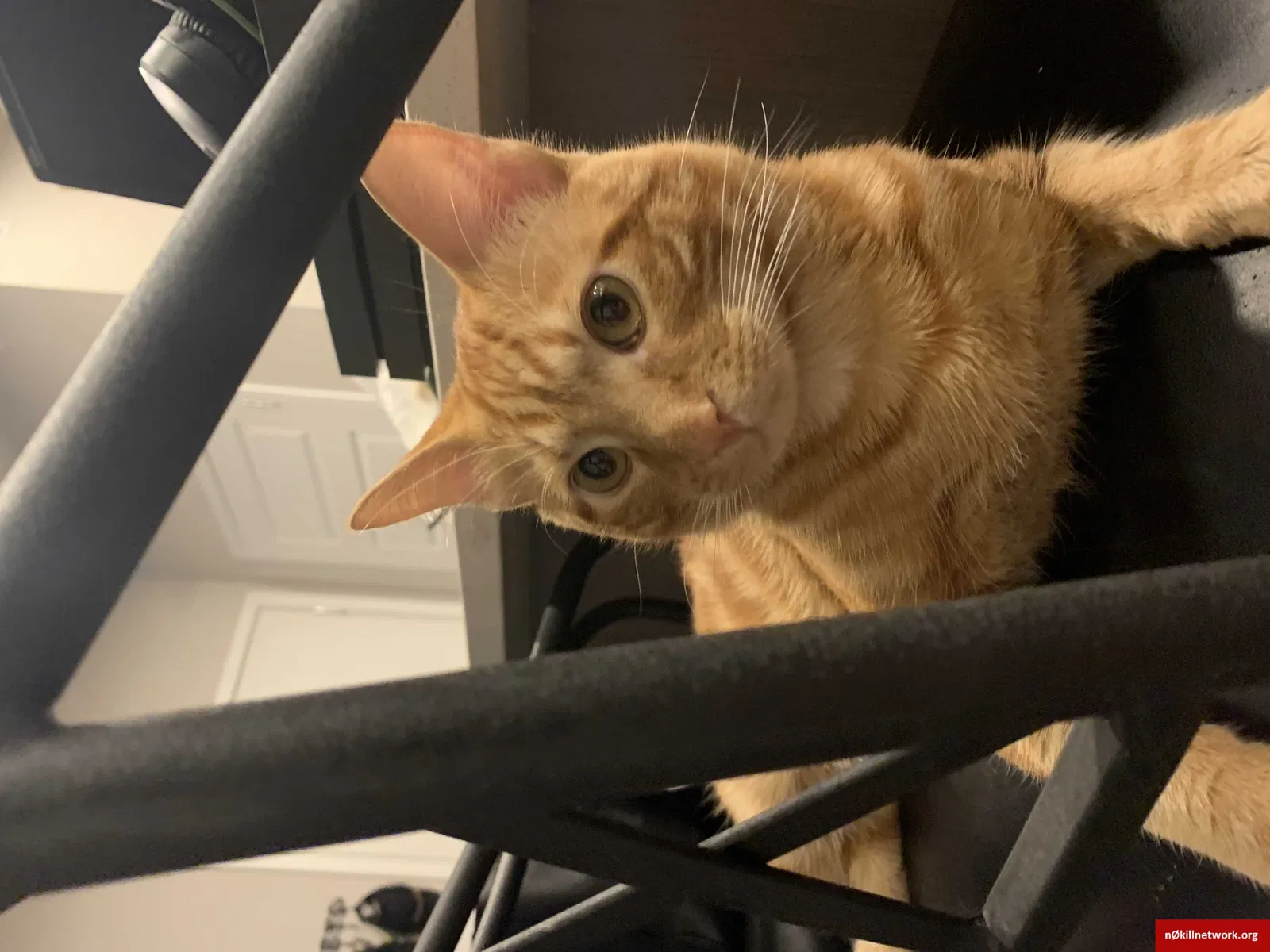 Lost cat in Denver, CO, 80239