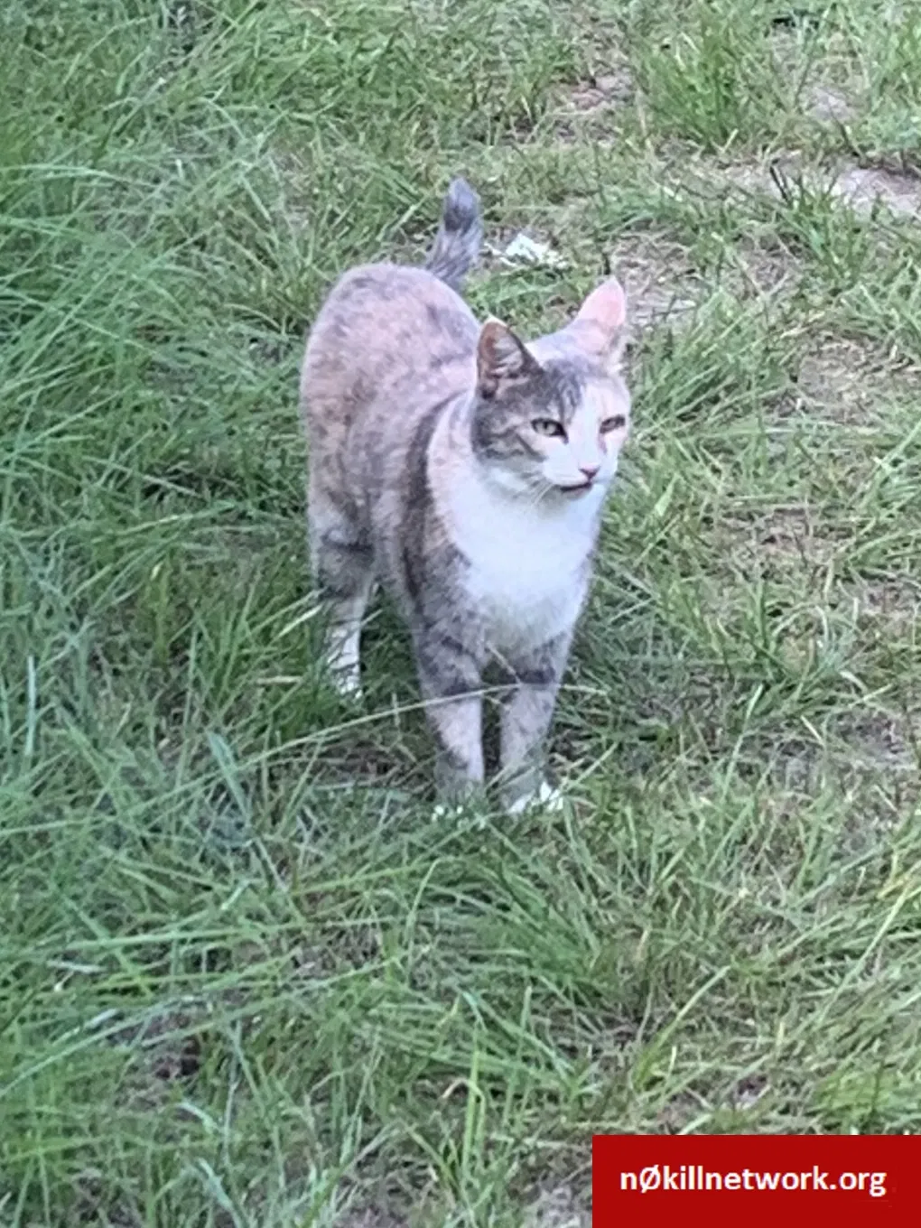 Lost cat in College Station, TX, 77845