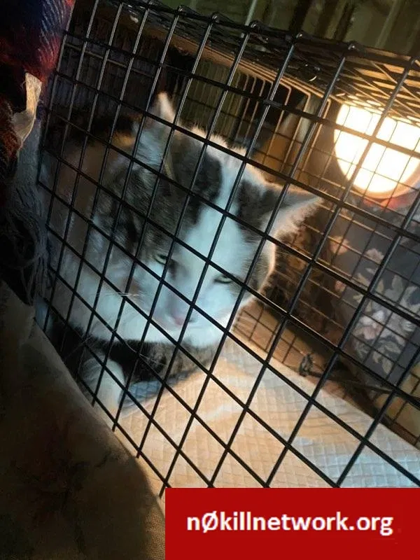Found cat in Riverton, NJ, 8077