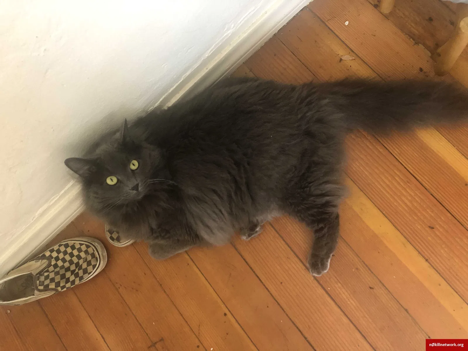 Lost cat in San Diego, CA, 92102