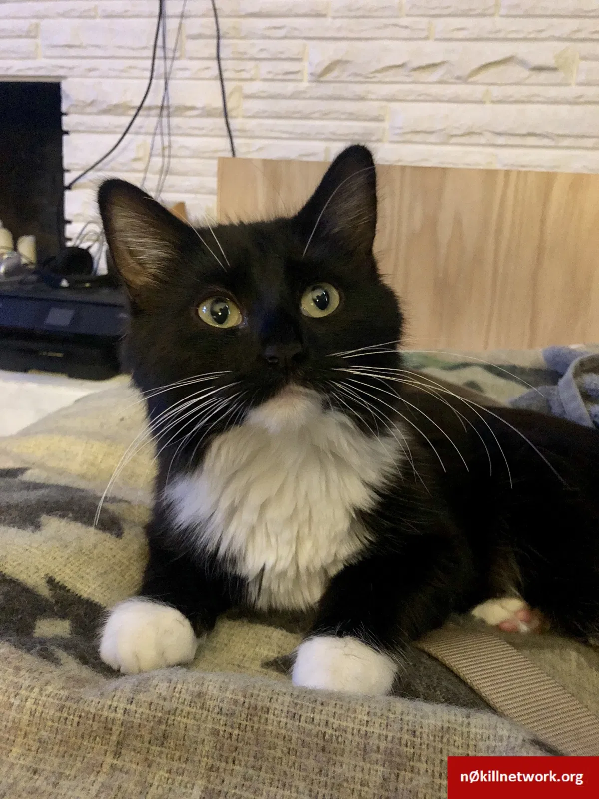 Lost cat in Calhan, CO, 80808