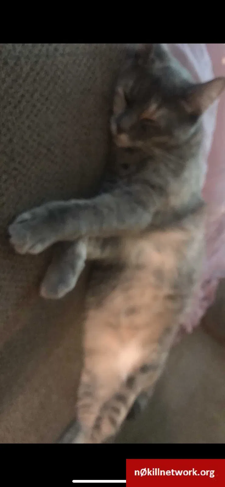Lost cat in Des Moines, IA, 50310