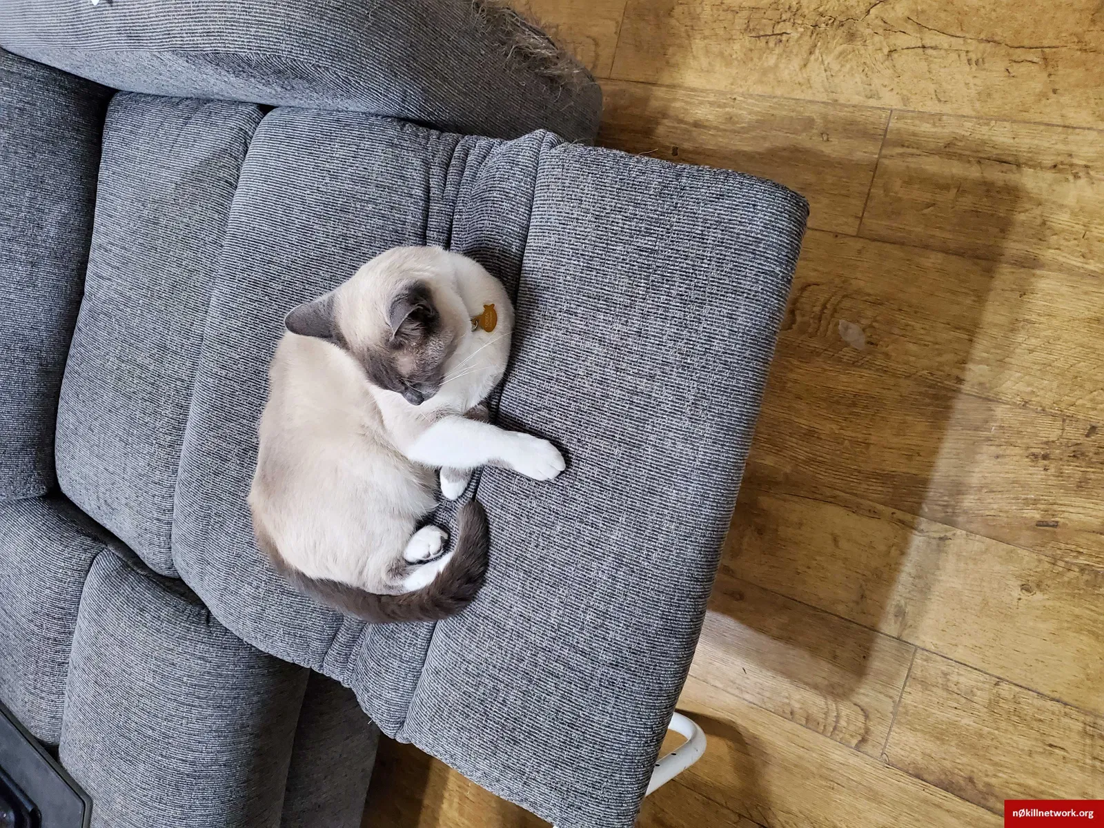 Lost cat in Rohnert Park, CA, 94928