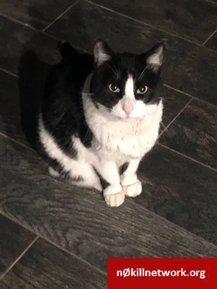 Lost cat in El Paso, TX, 79903