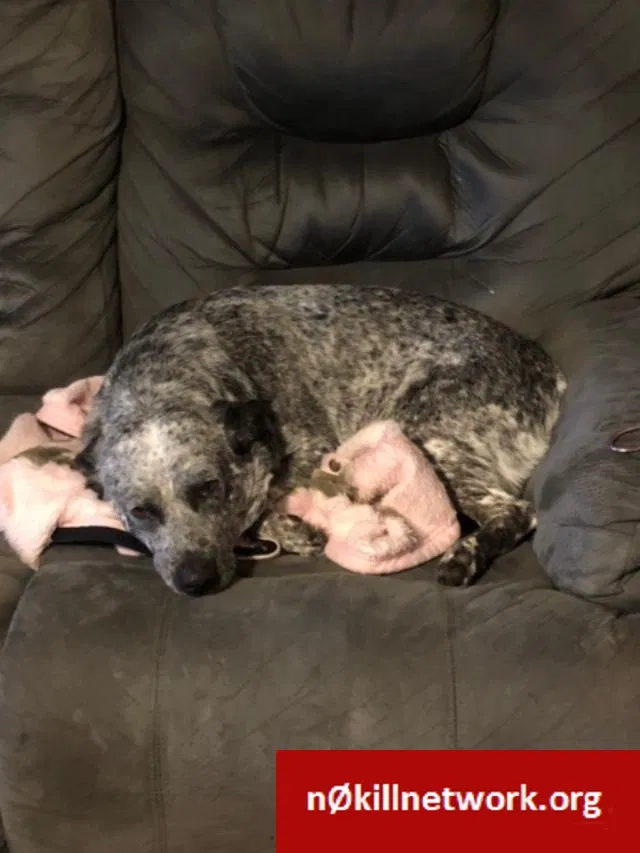 Lost dog in College Station, TX, 77845