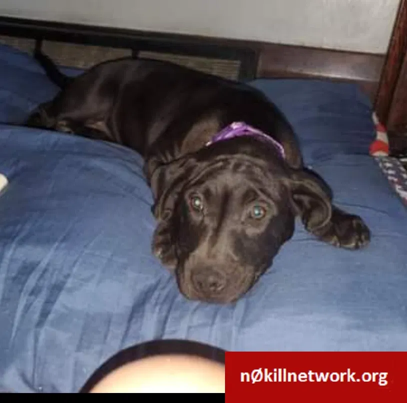 Lost dog in Toledo, OH, 43605