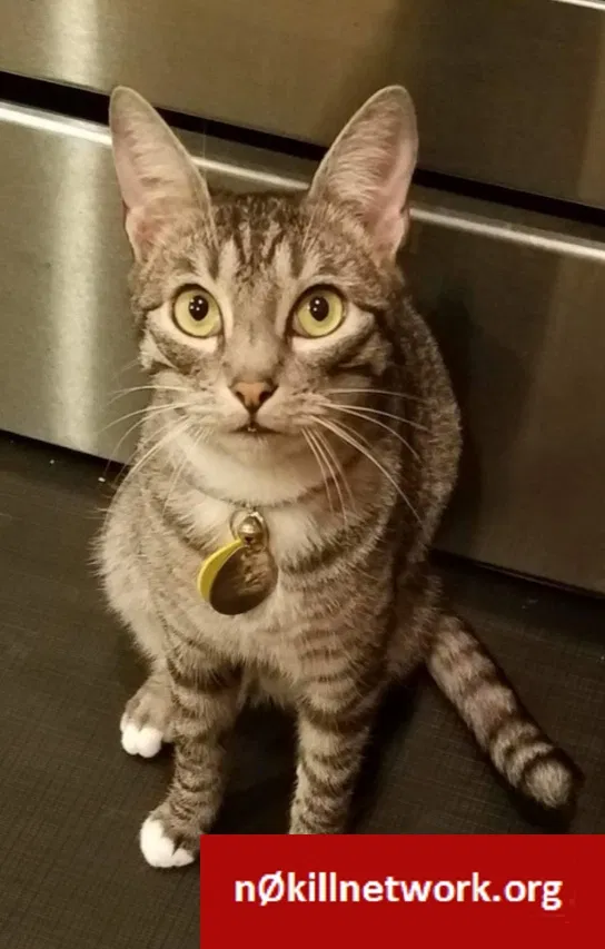 Lost cat in Haslet, TX, 76052