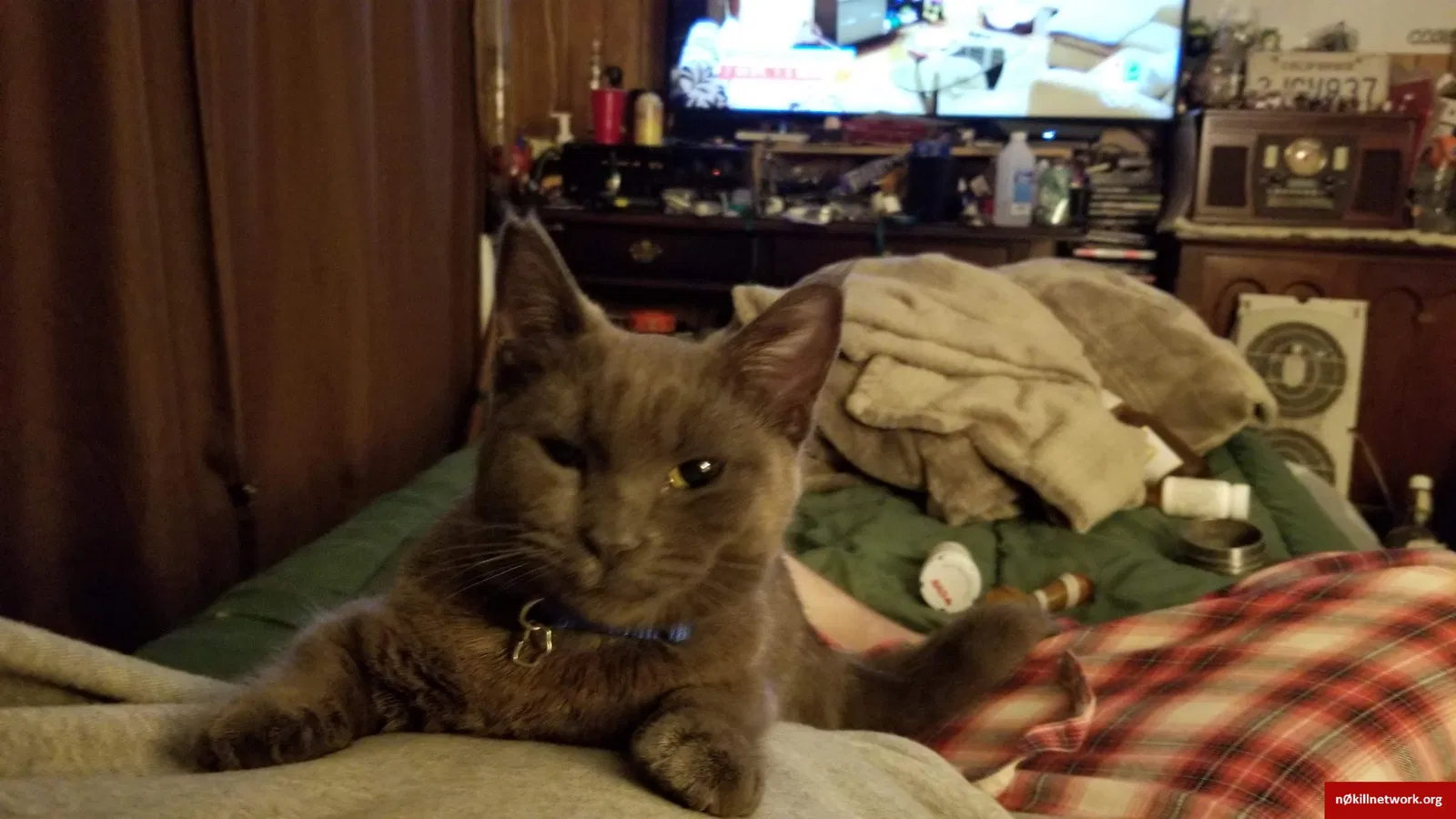 Lost cat in Reno, NV, 89501