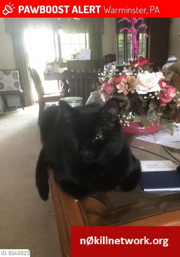 Lost cat in Warminster, PA, 18974