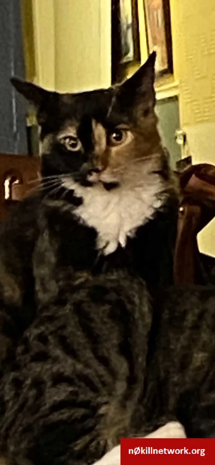 Lost cat in Orange, CA, 92866