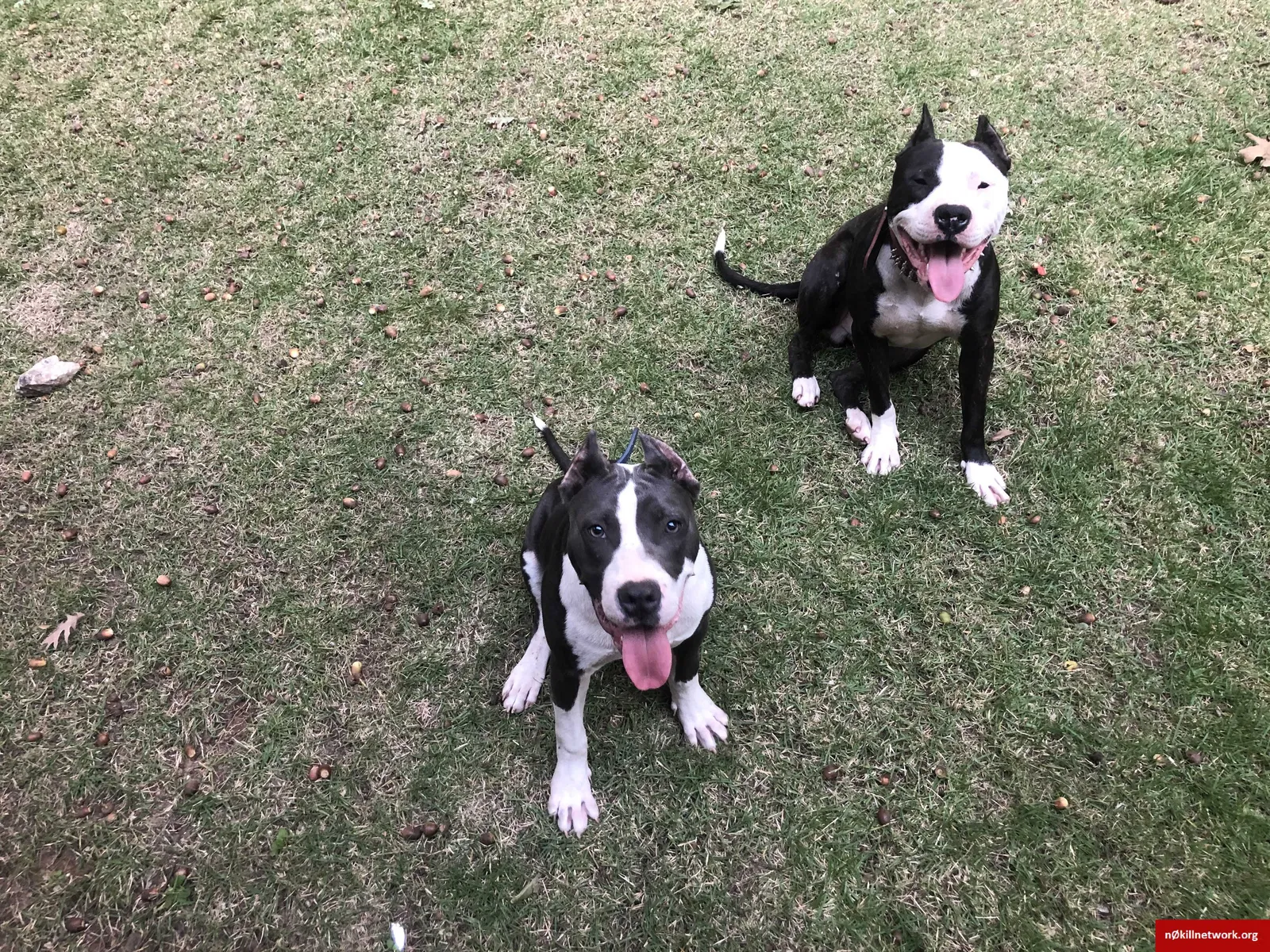 Lost dog in Asheboro, NC, 27205