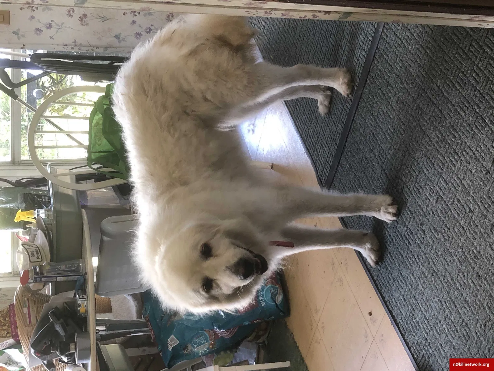Lost dog in Citra, FL, 32113