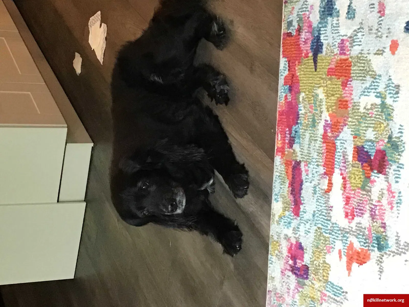 Lost dog in Hot Springs National Park, AR, 71913