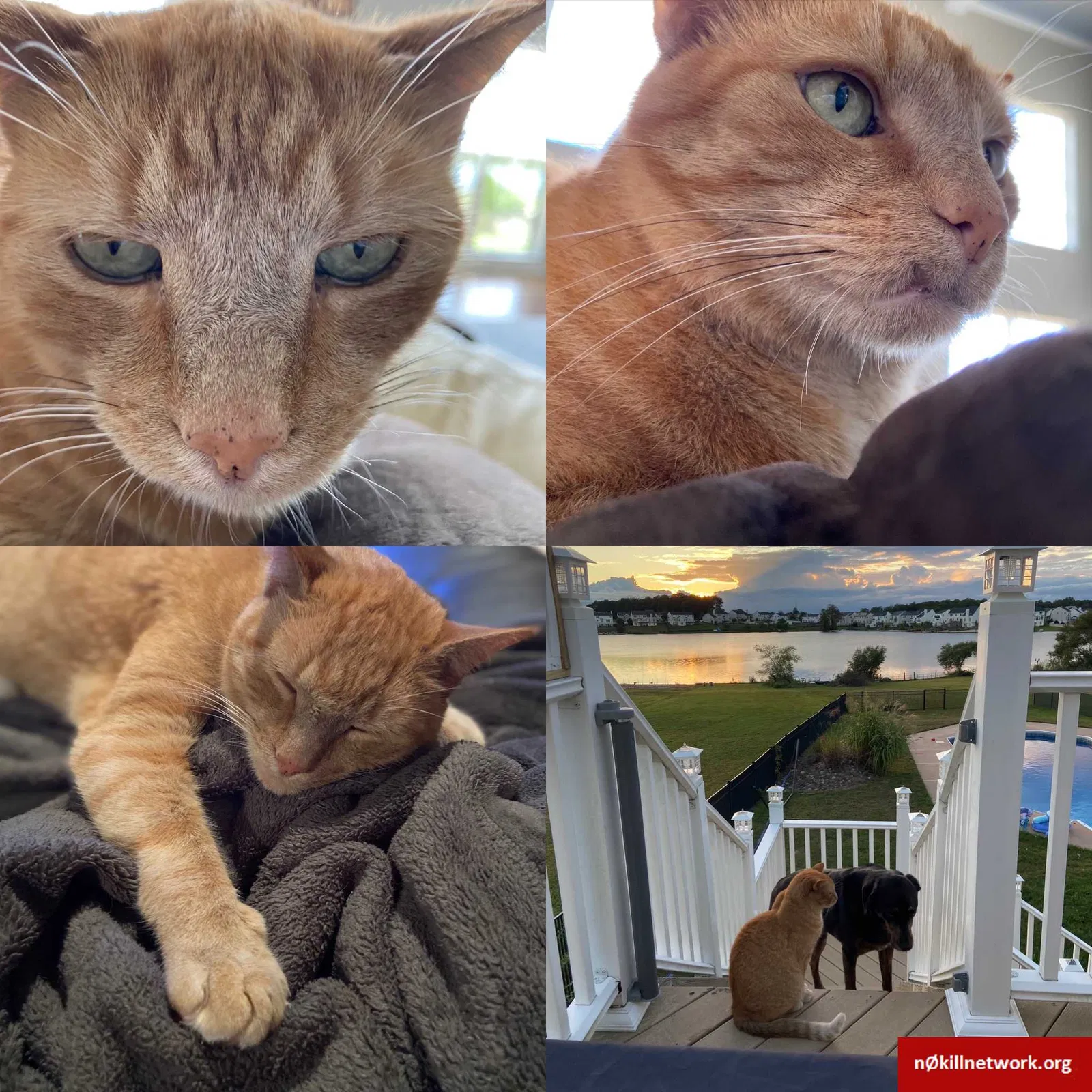 Lost cat in Sicklerville, NJ, 8081