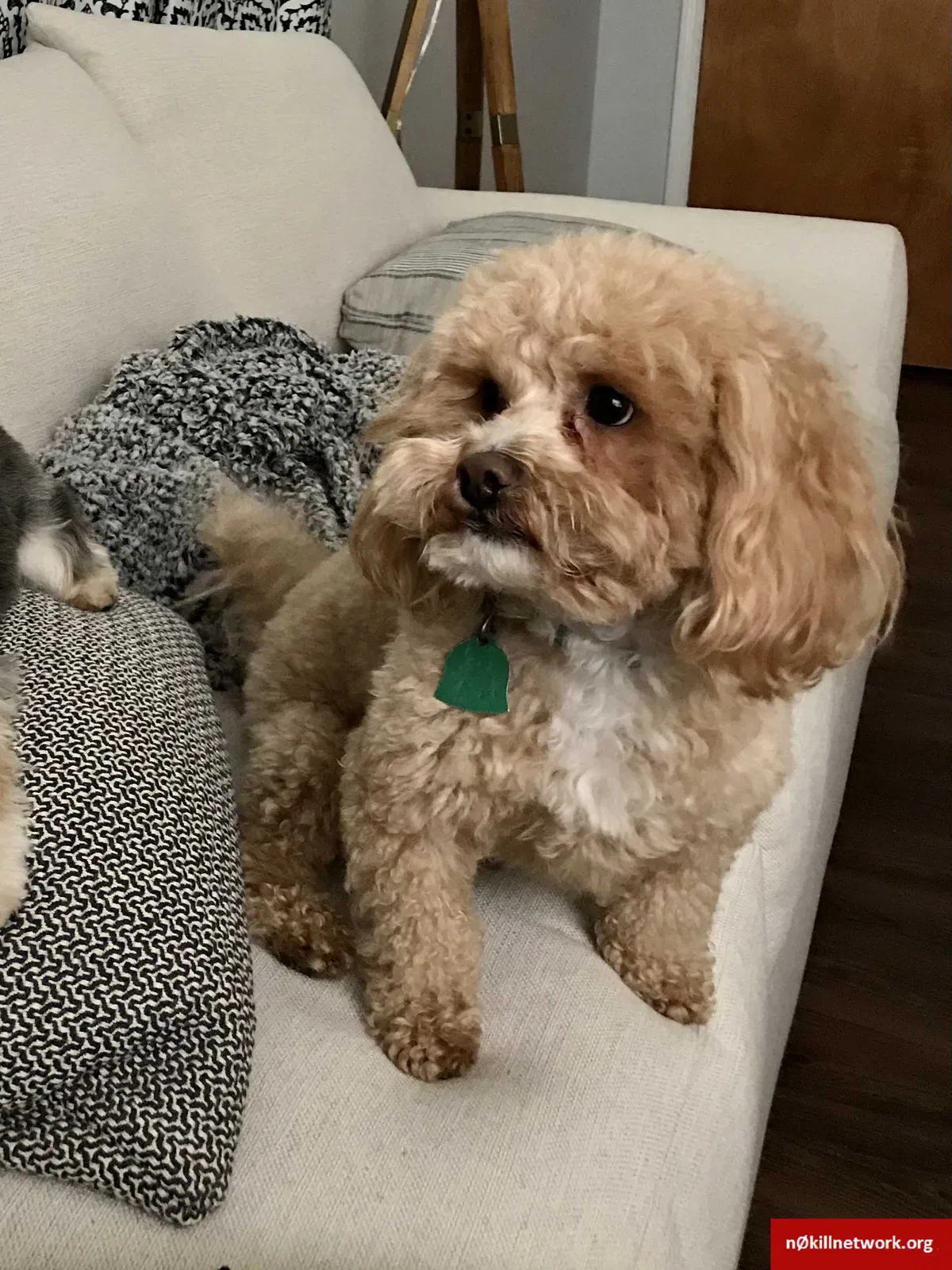 Lost dog in Dothan, AL, 36305