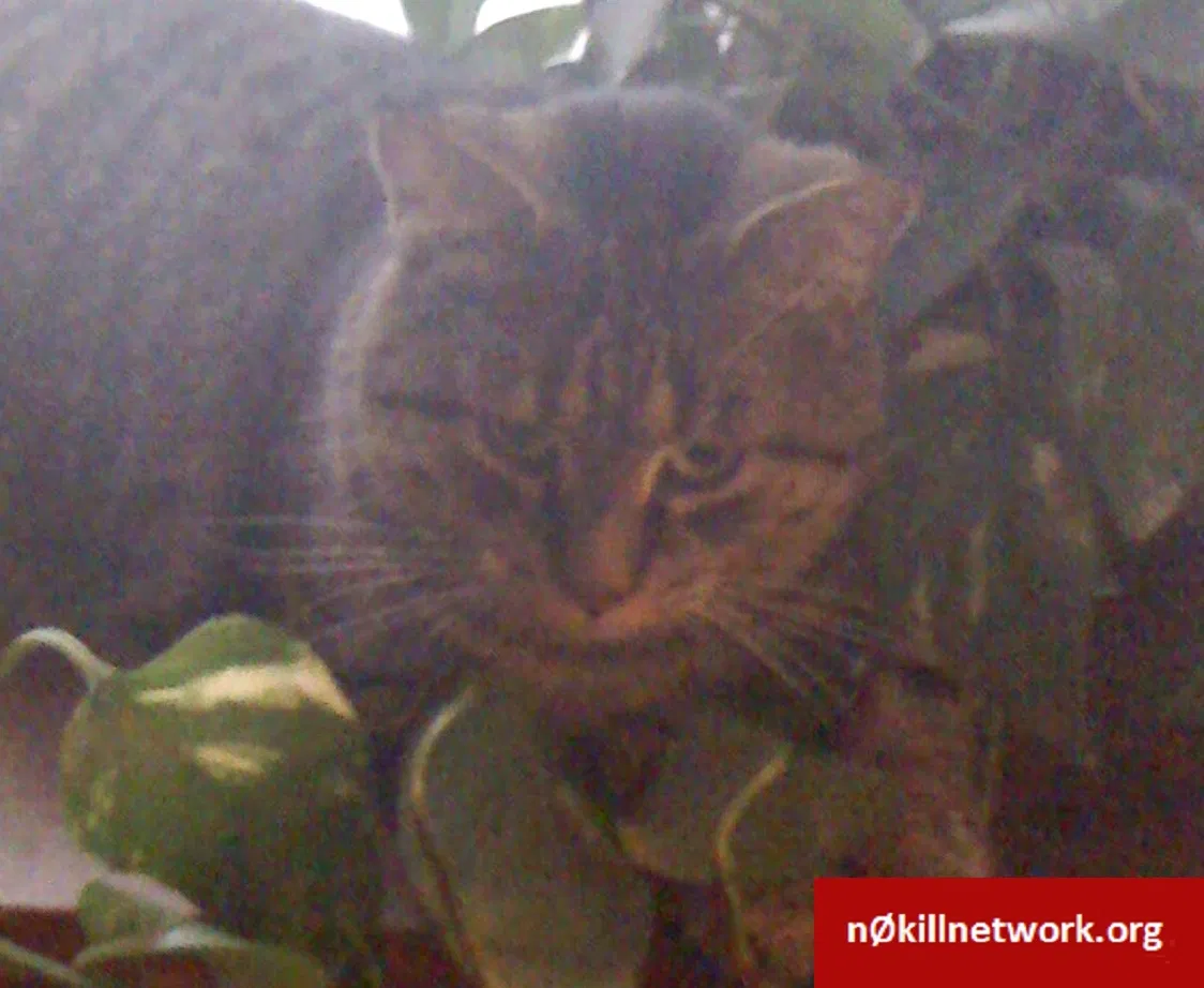 Lost cat in Howard, PA, 16841