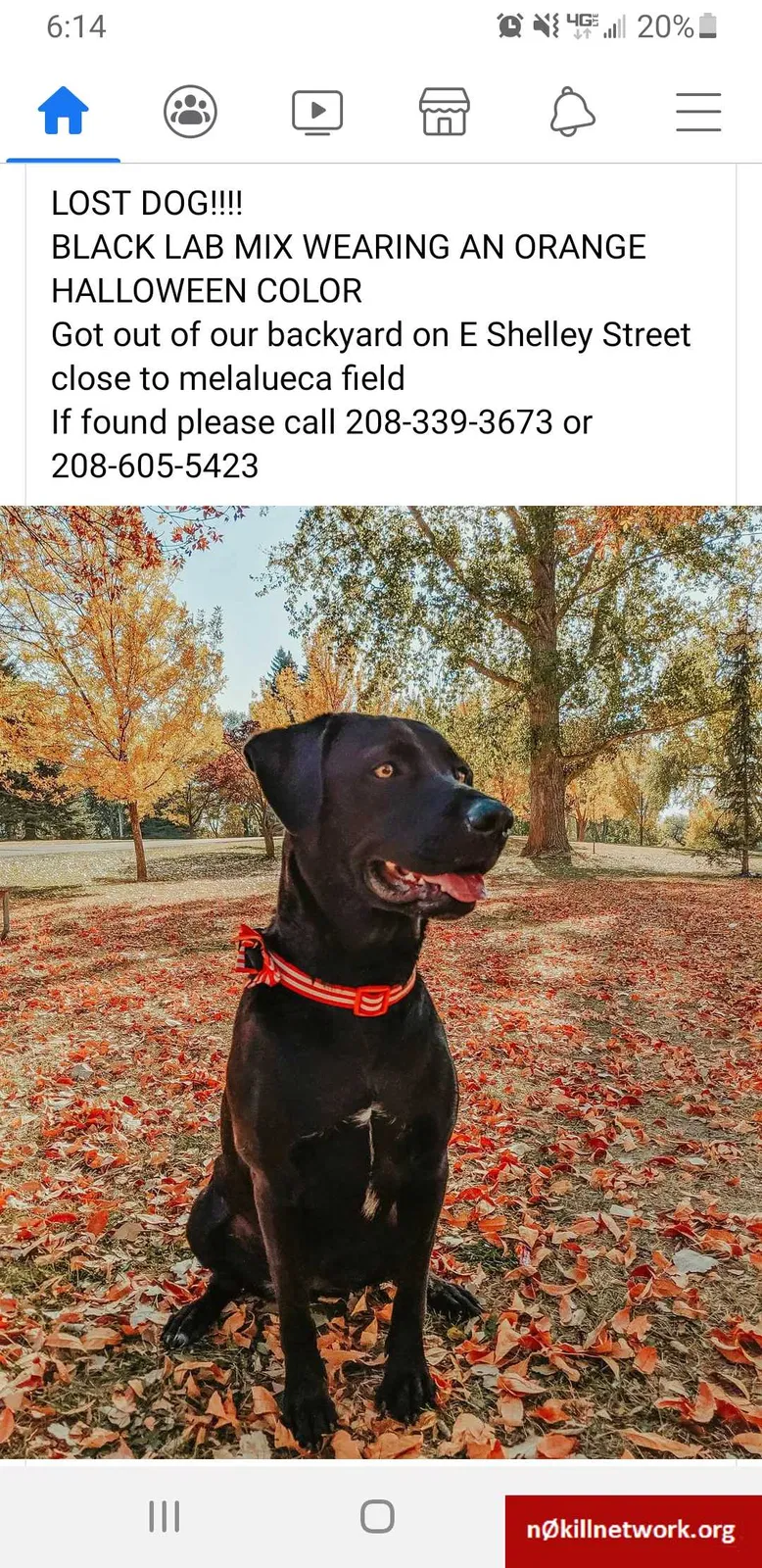 Lost dog in Idaho Falls, ID, 83402