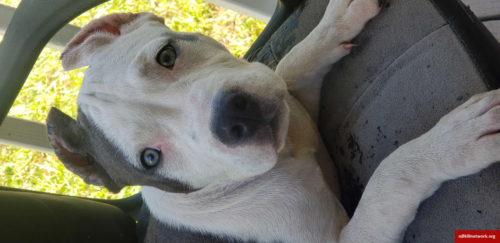 Lost dog in Orlando, FL, 32807