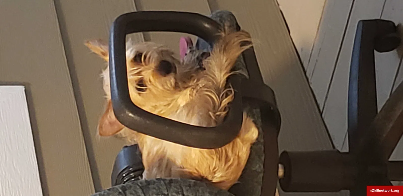 Lost dog in Orlando, FL, 32807
