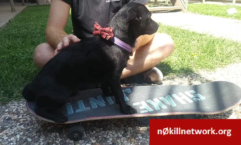 Lost dog in Mission, TX, 78572