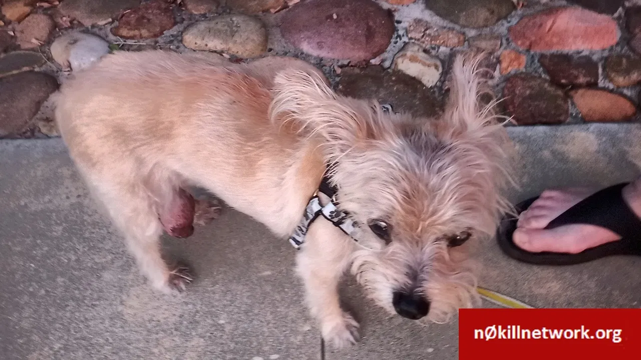 Lost dog in San Diego, CA, 92116