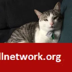 Lost cat in Clarksburg, WV, 26301