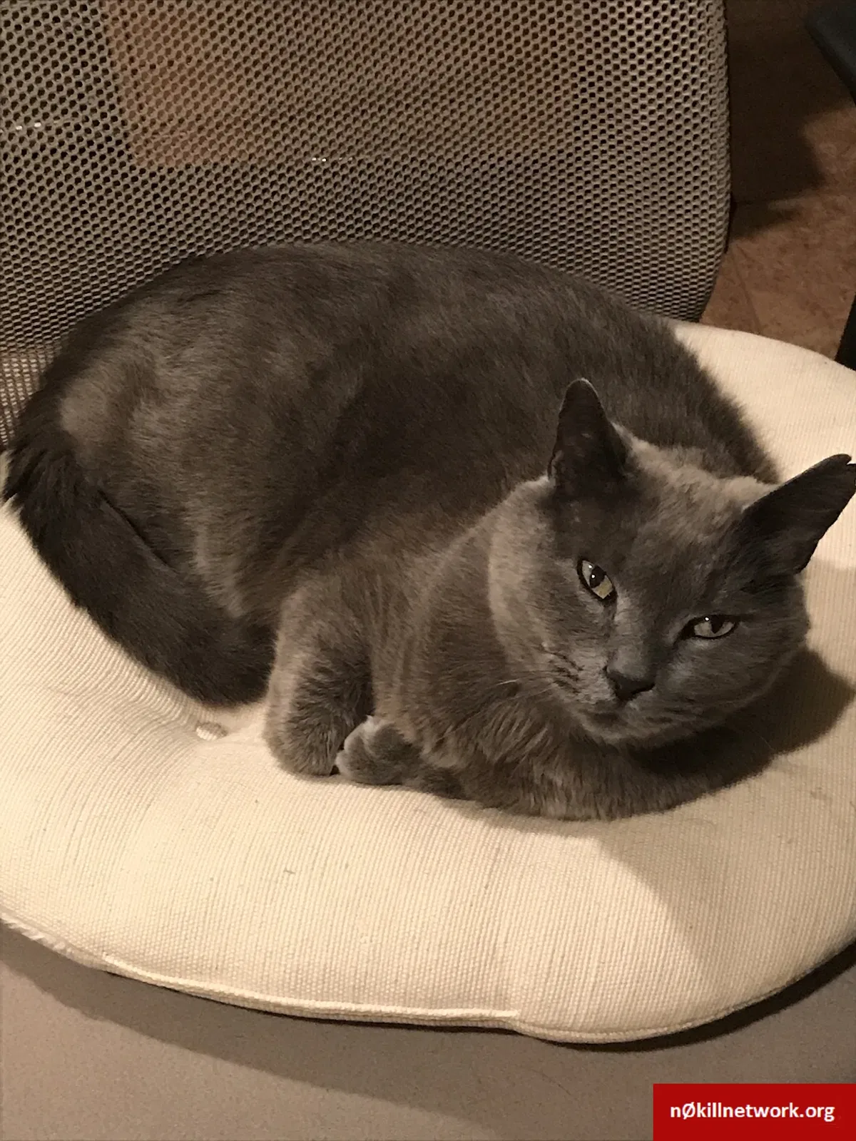 Lost cat in Northbrook, IL, 60062