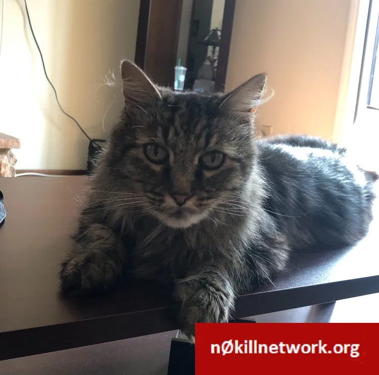 Lost cat in Rohnert Park, CA, 94928