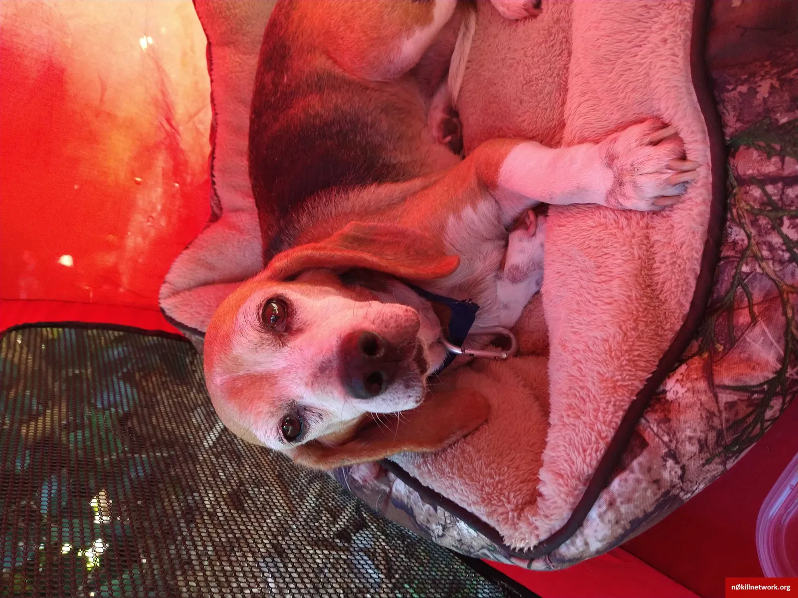 Found dog in Roanoke Rapids, NC, 27870