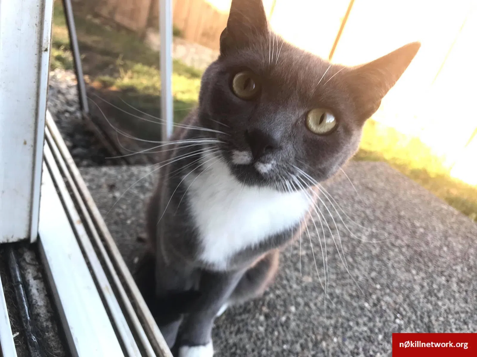 Lost cat in Puyallup, WA, 98373
