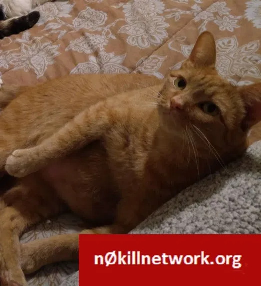 Lost cat in Springfield, IL, 62702