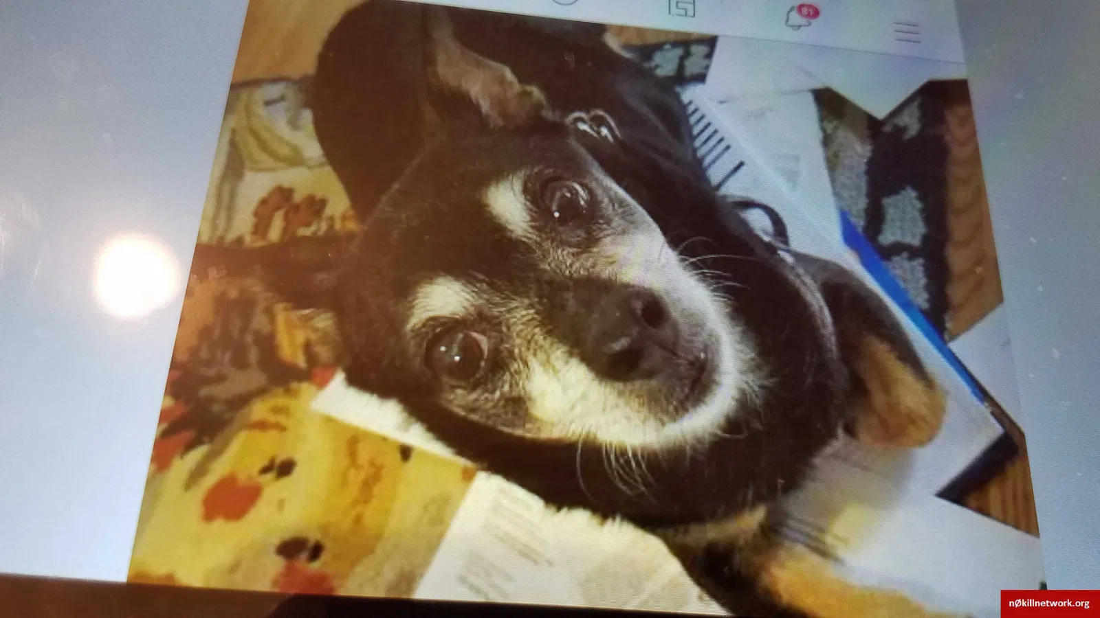 Lost dog in Plymouth, IN, 46563