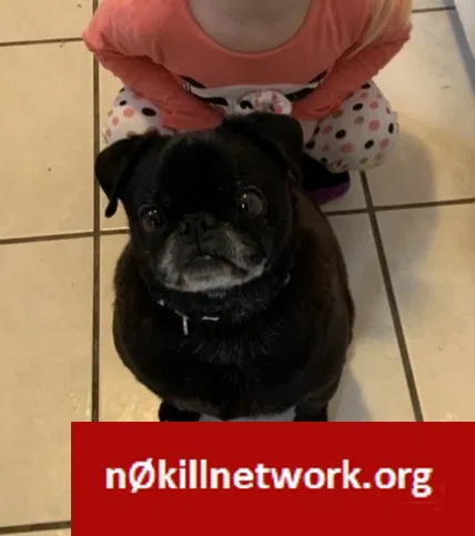 Lost dog in Hamilton, OH, 45013