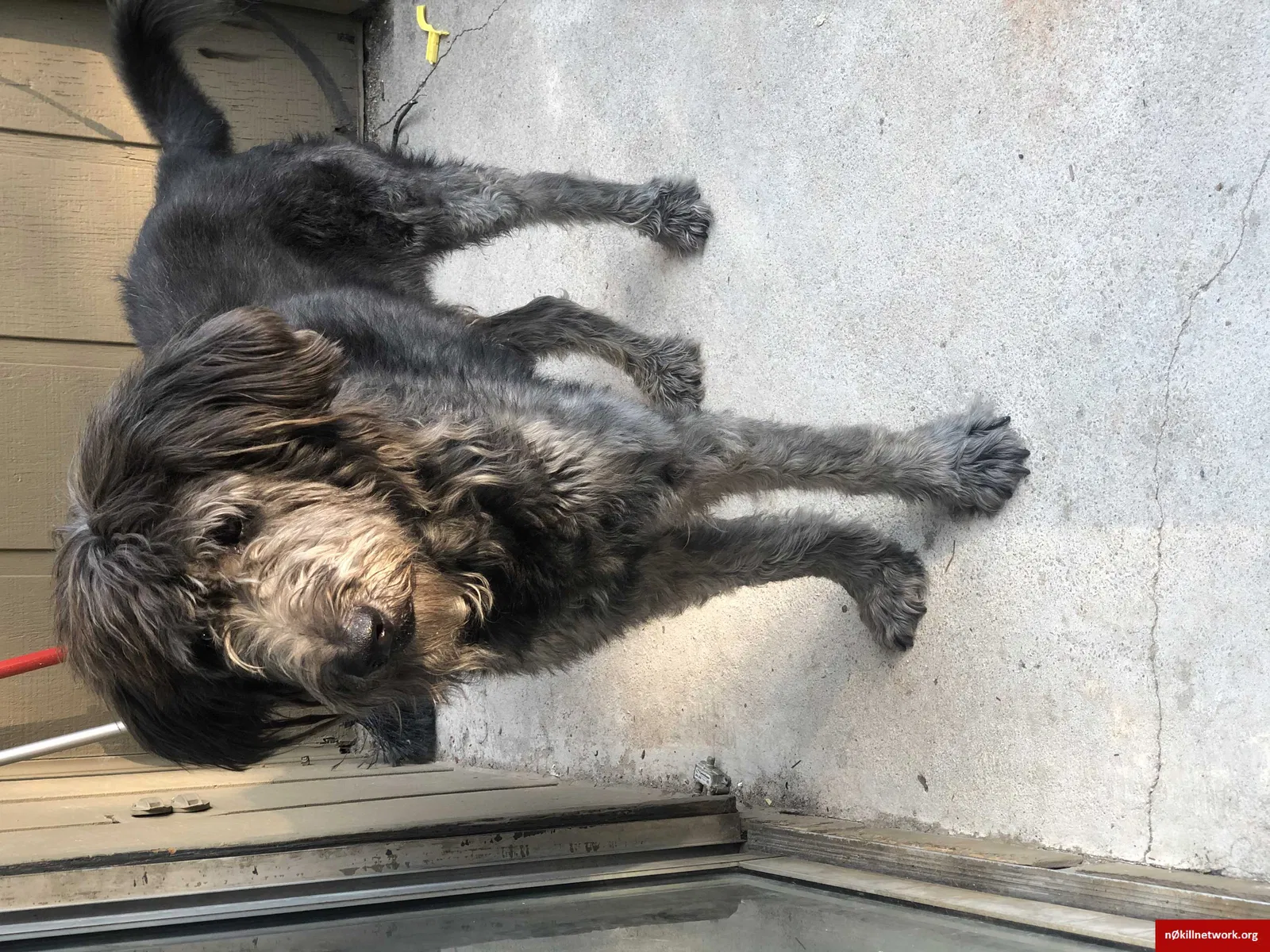 Lost dog in Jacksonville, FL, 32210