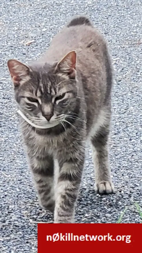 Lost cat in Walkersville, MD, 21793