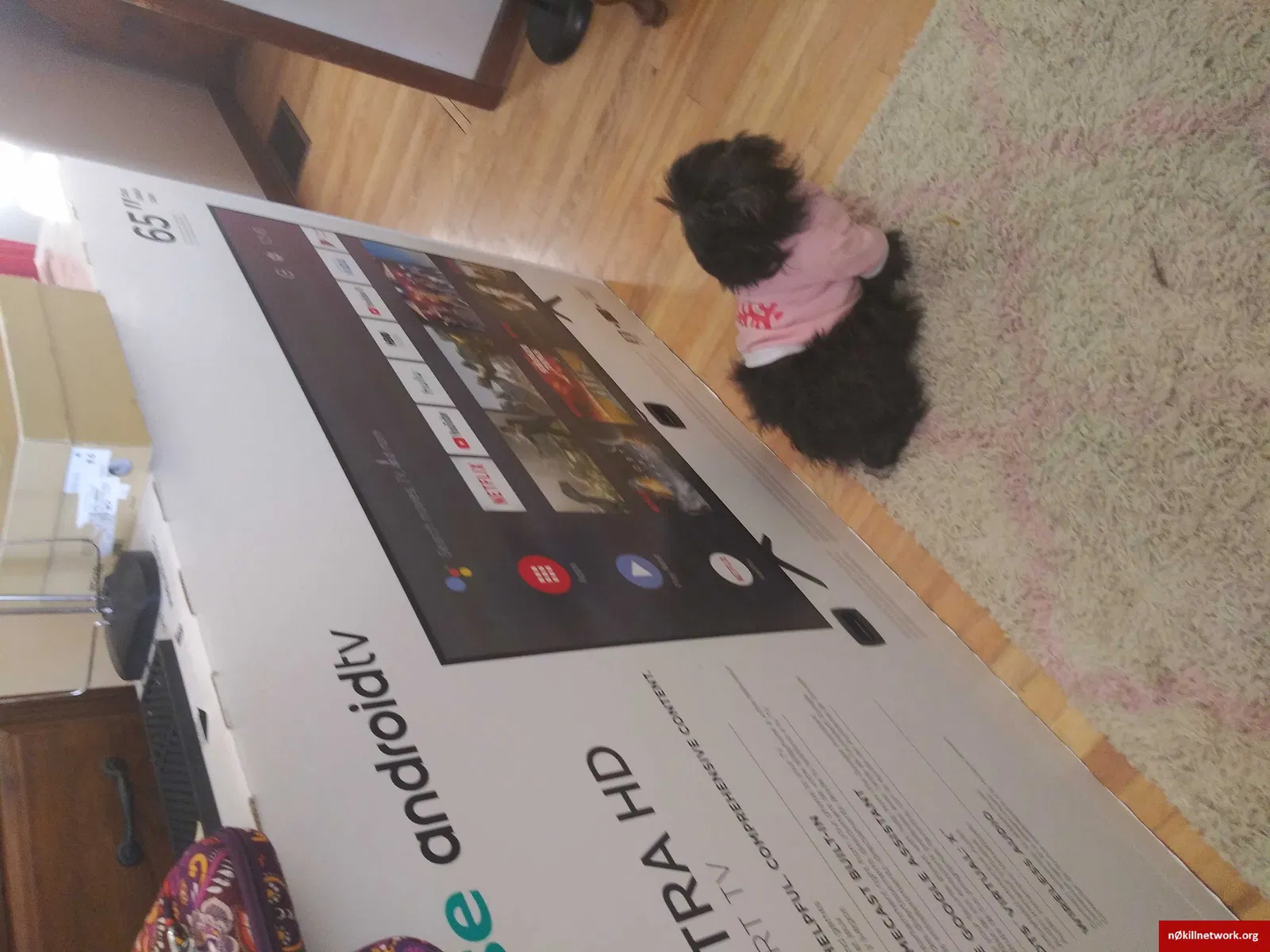 Lost dog in Columbus, OH, 43204