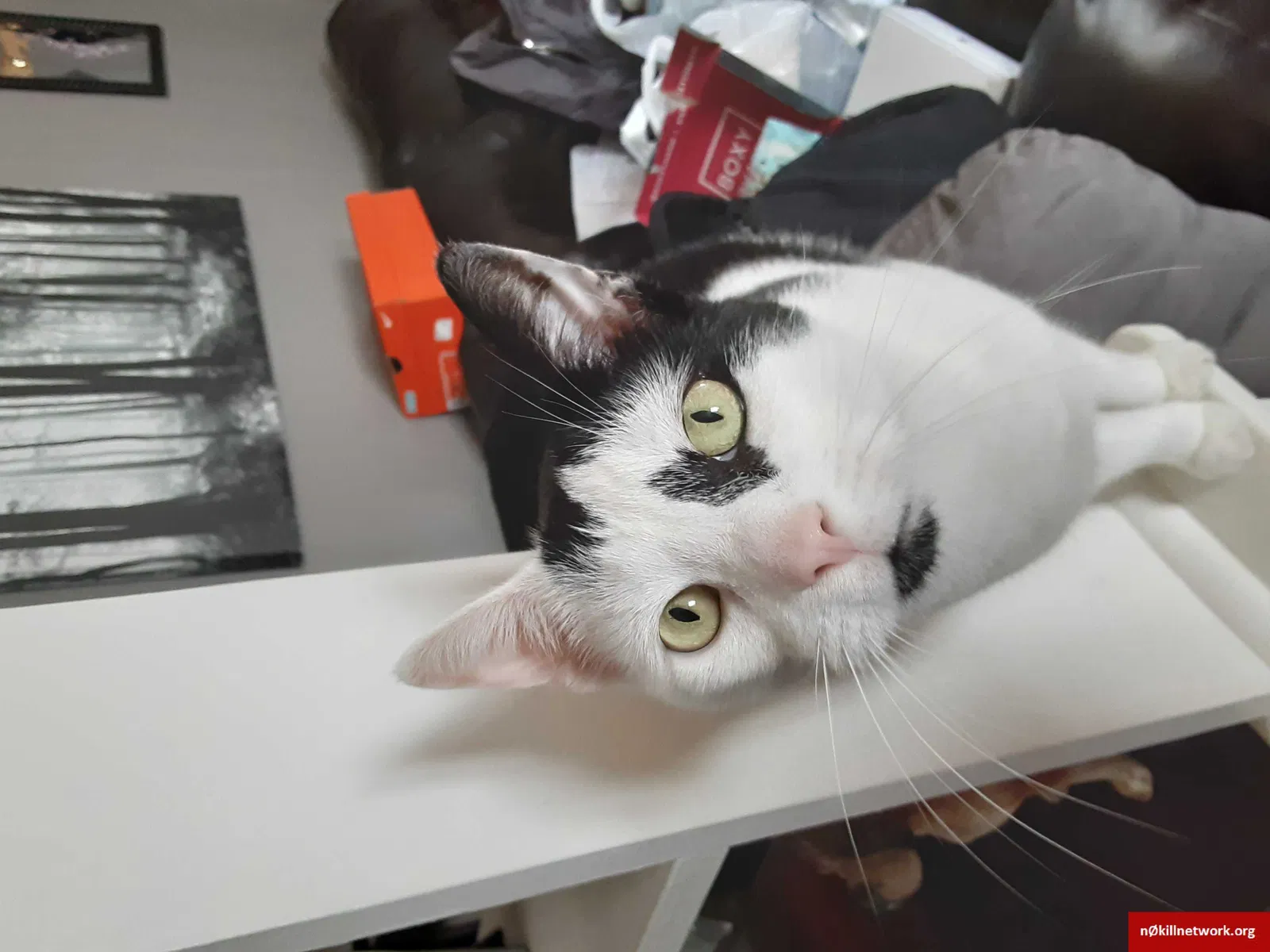 Lost cat in Nanticoke, PA, 18634