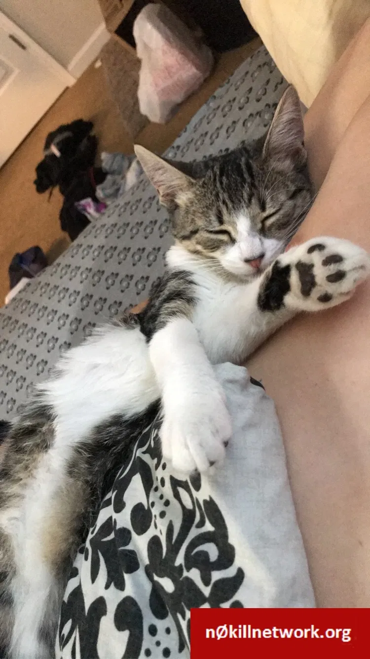 Lost cat in Chico, CA, 95926