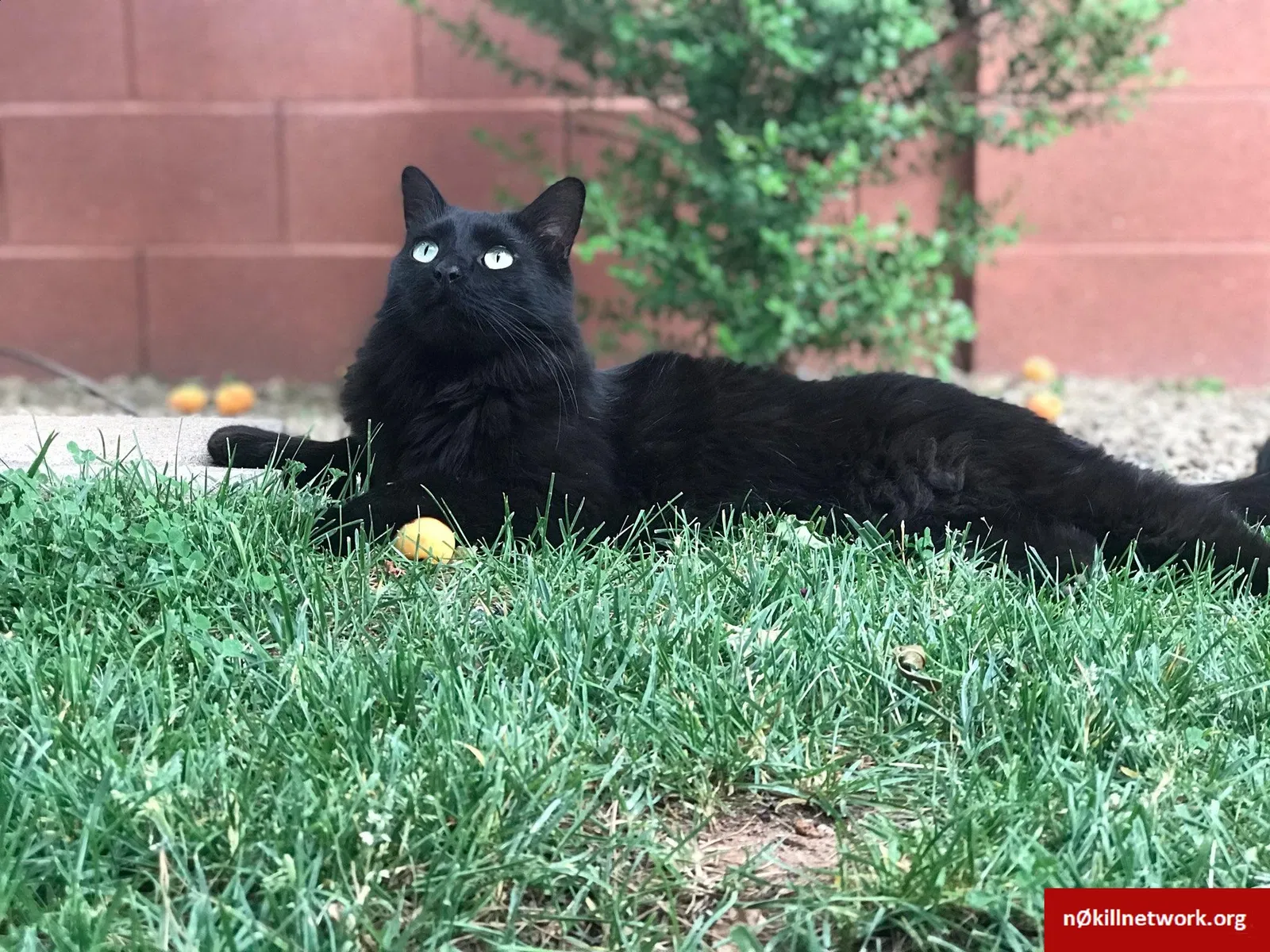 Lost cat in Ivins, UT, 84738