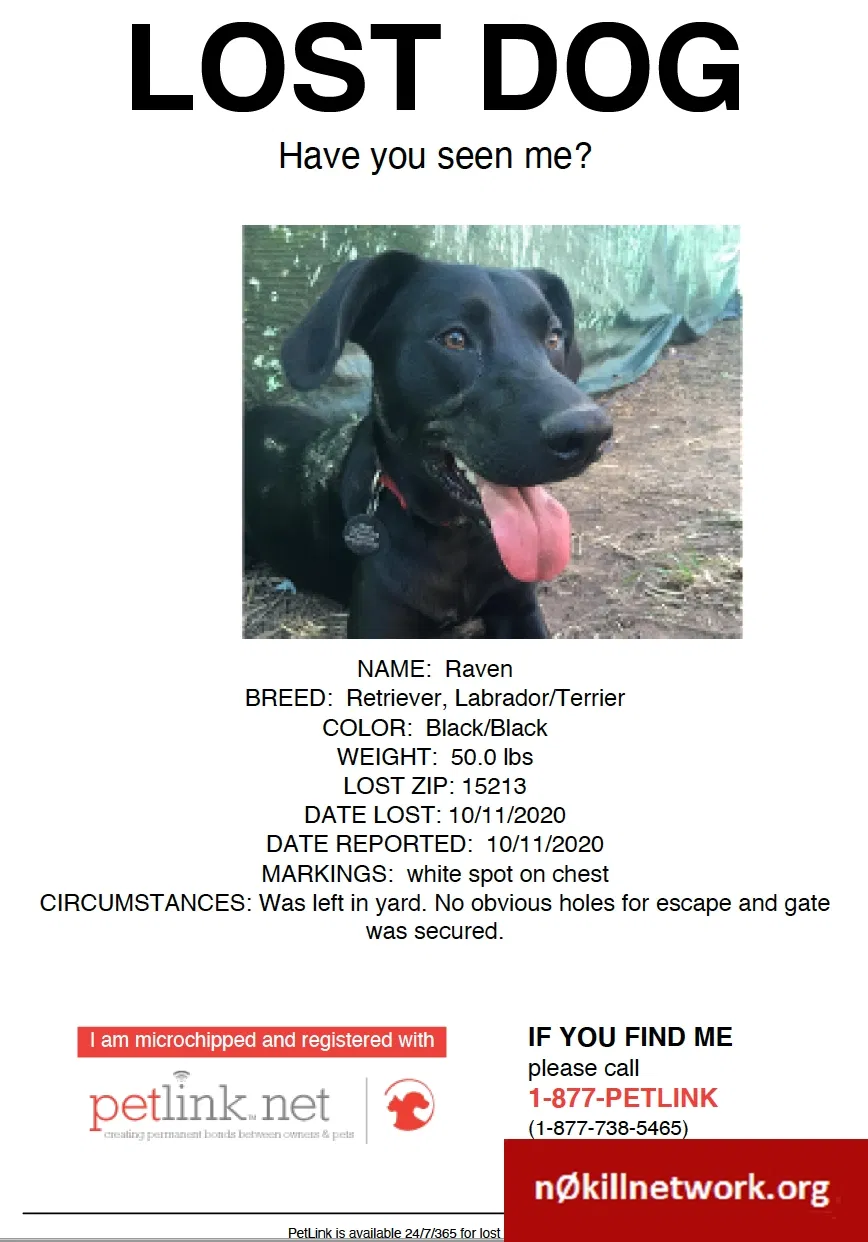 Lost dog in Pittsburgh, PA, 15213