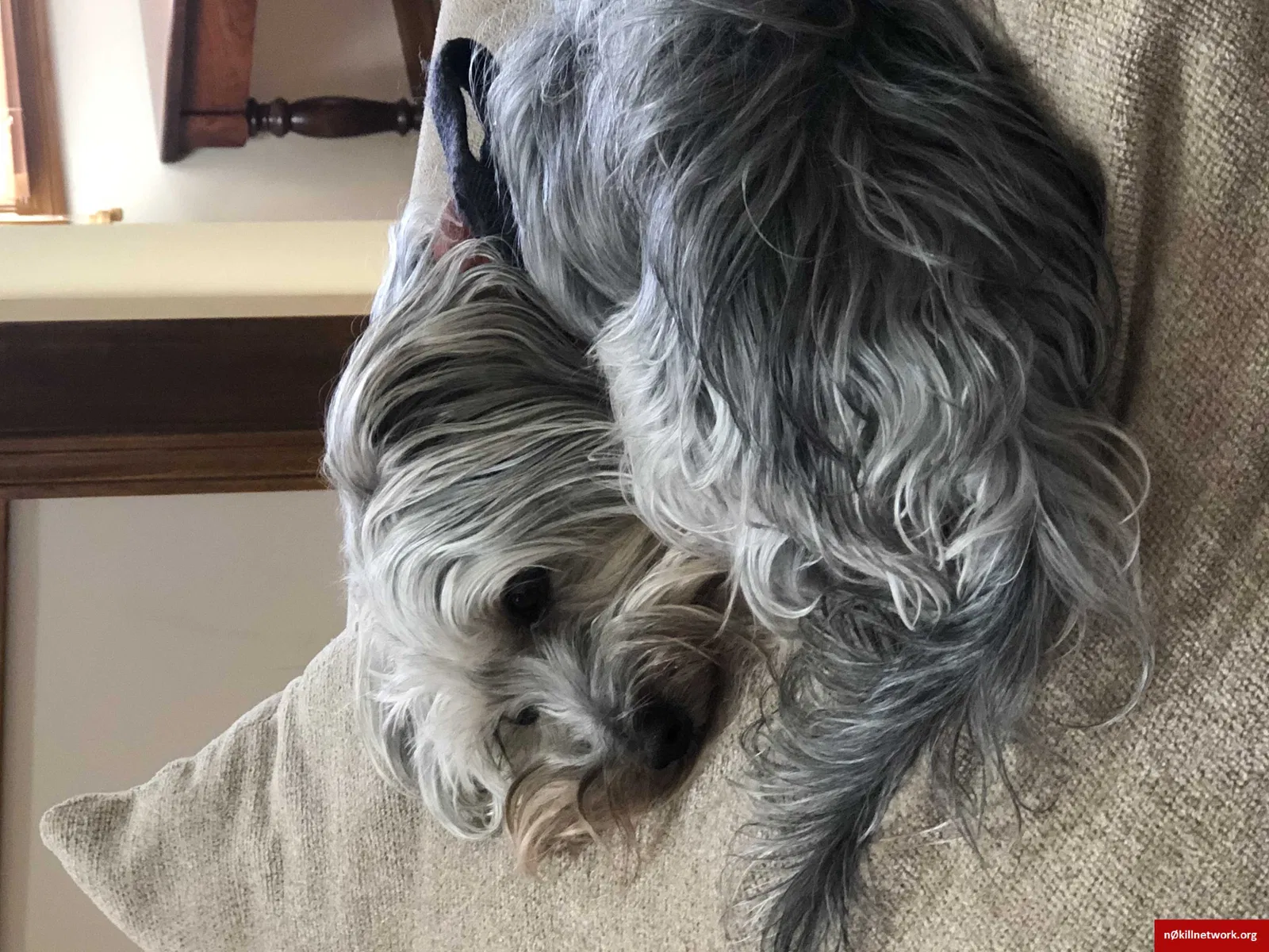 Lost dog in Westerville, OH, 43082