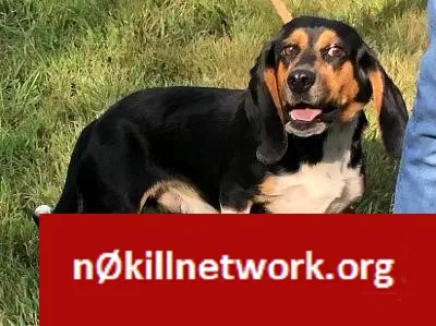 Lost dog in Haymarket, VA, 20169