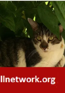 Lost cat in Fredericksburg, TX, 78624