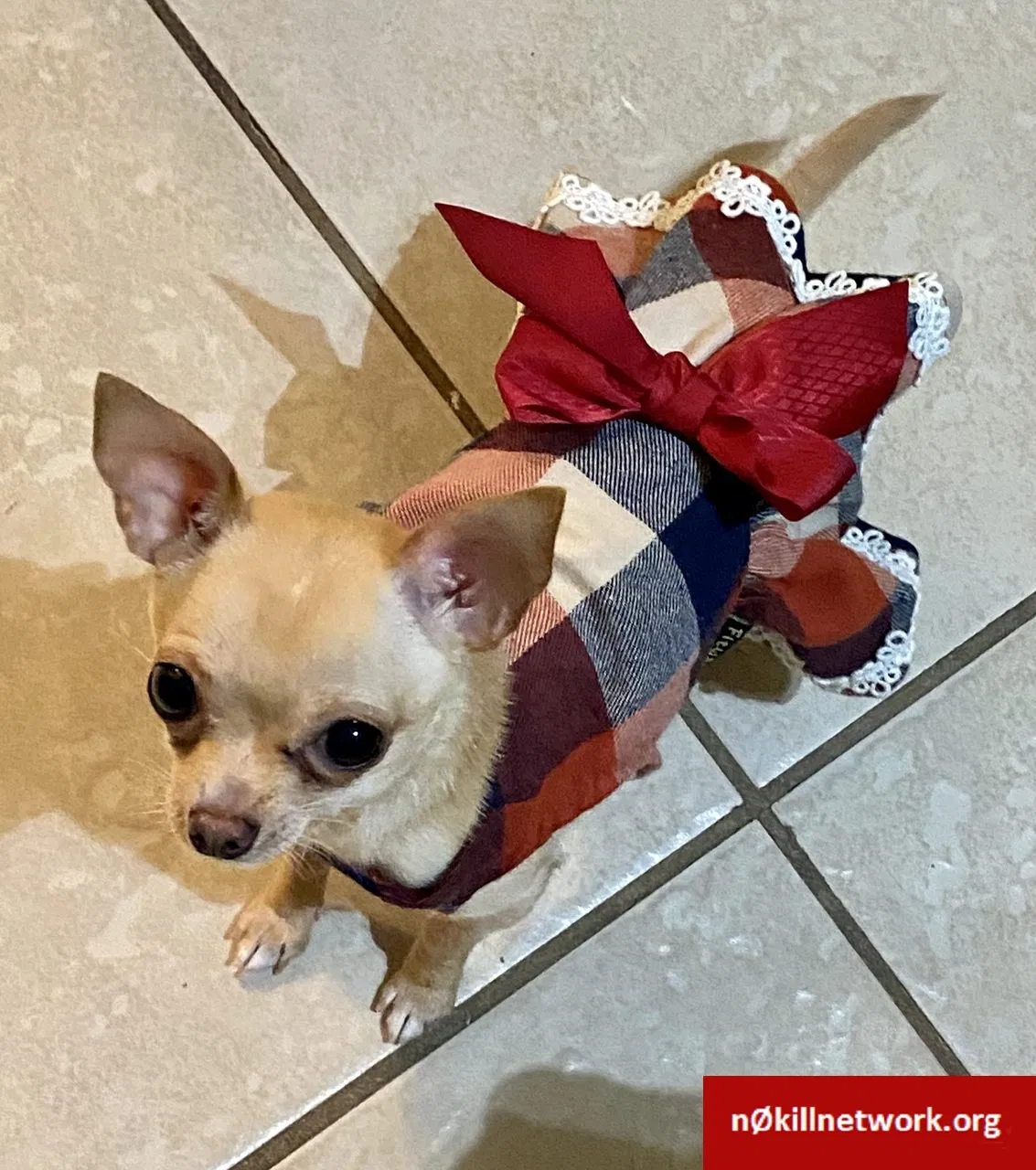Lost dog in Mcallen, TX, 78501