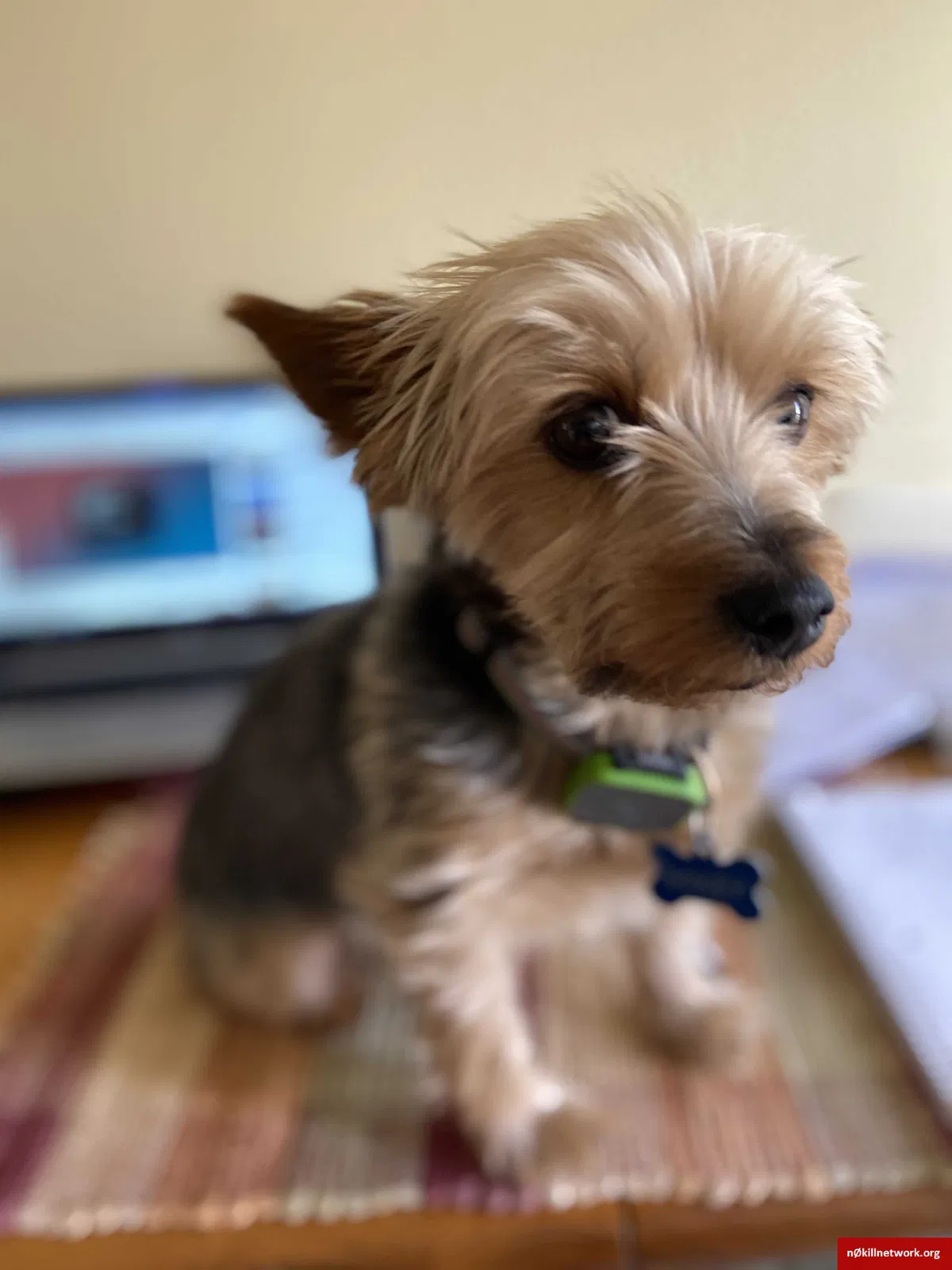 Lost dog in Colorado Springs, CO, 80923