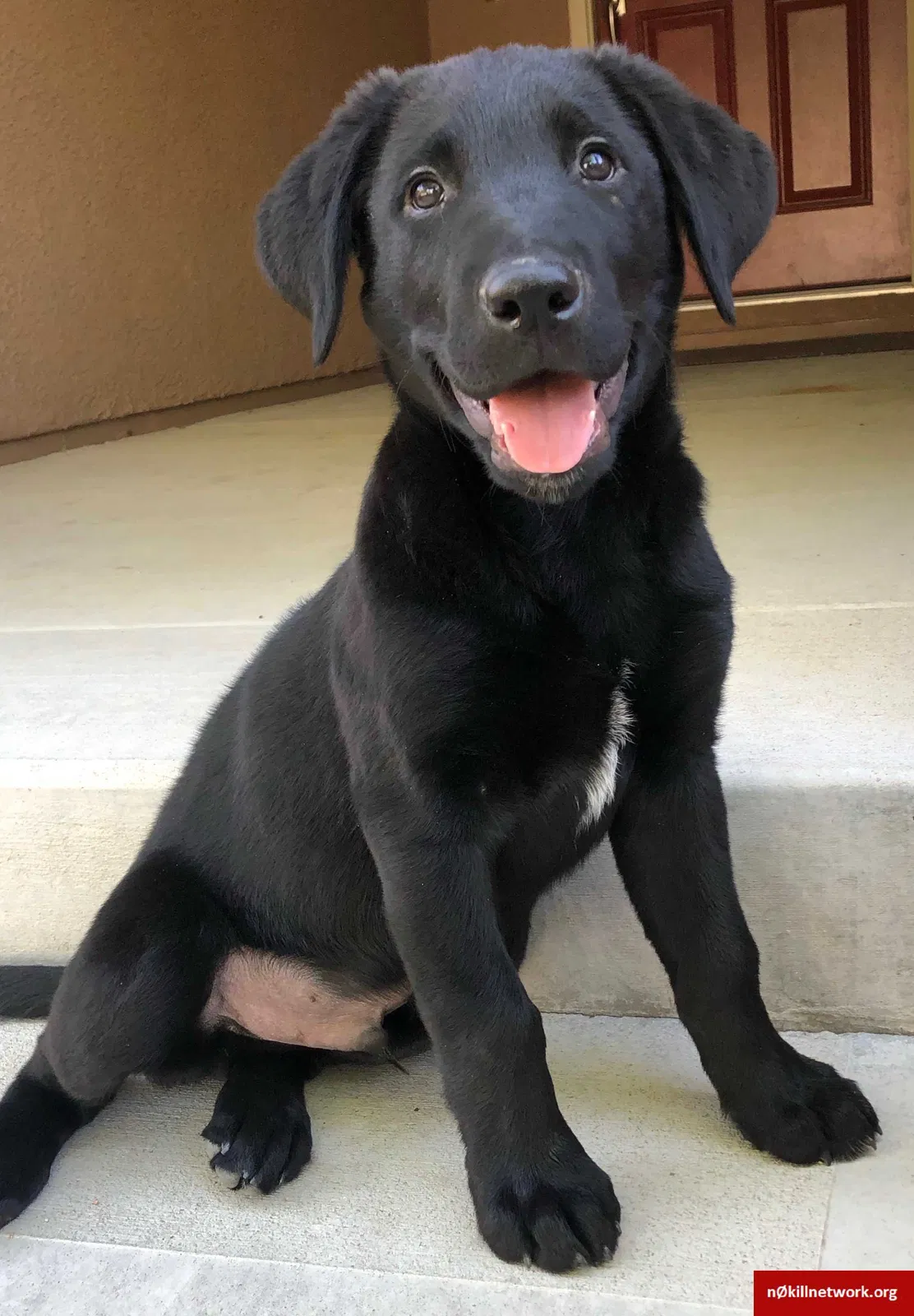 Lost dog in Reno, NV, 89509