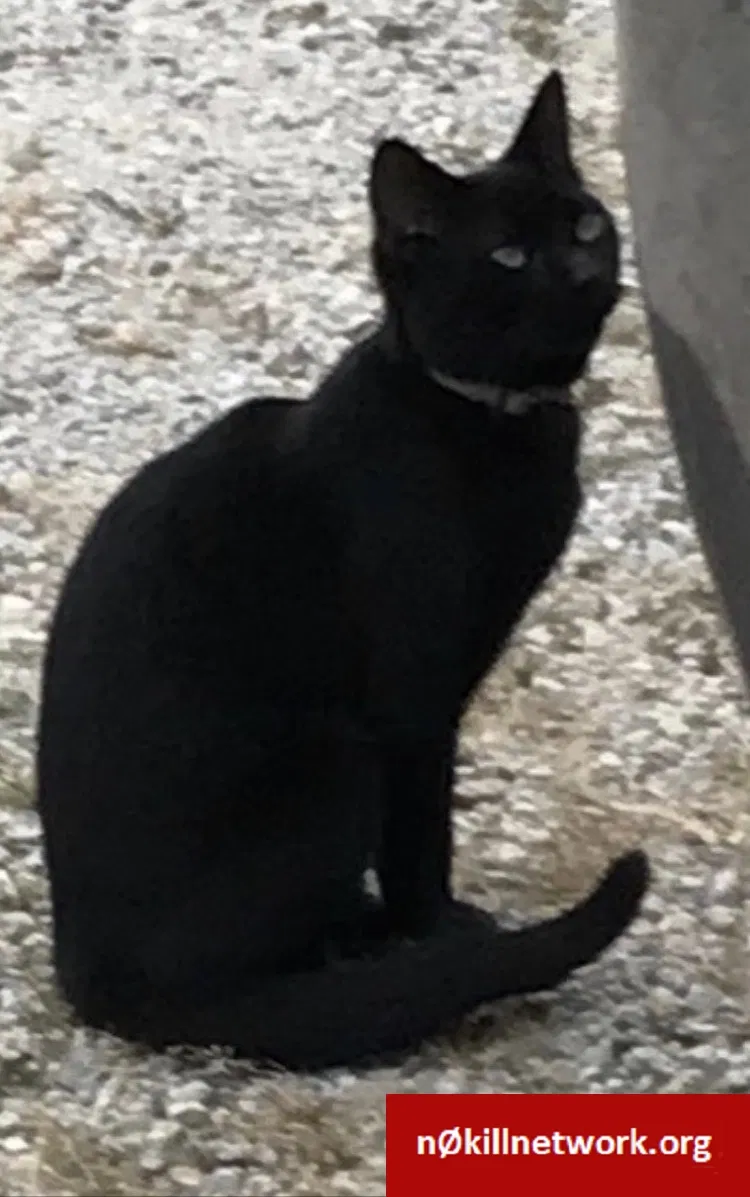 Lost cat in Clayton, OH, 45315