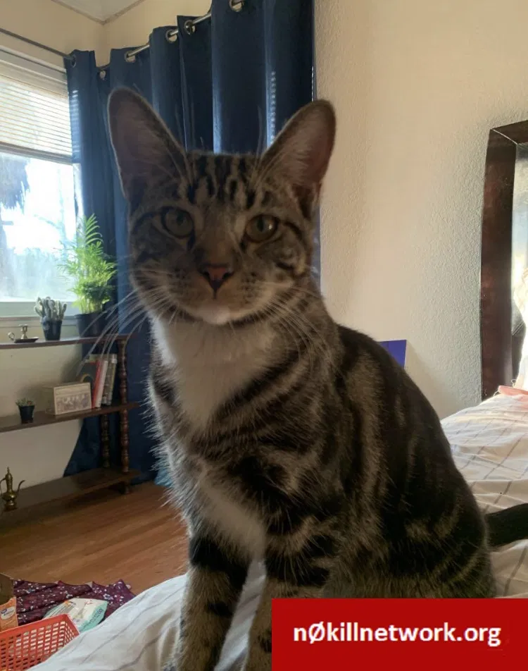 Lost cat in Sacramento, CA, 95821